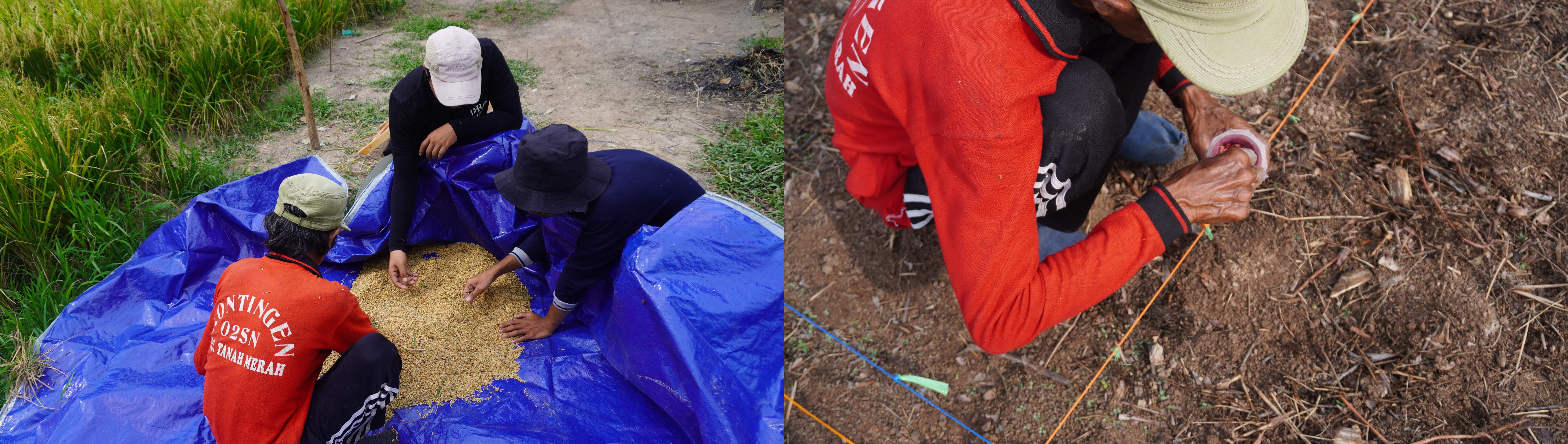 Left: Direct seeding (tanam benih langsung) method during the planting stage; Right: Sorting harvested rice grains. Photo Credit: Tay Juhana Foundation/Puan Maharani br Gultom