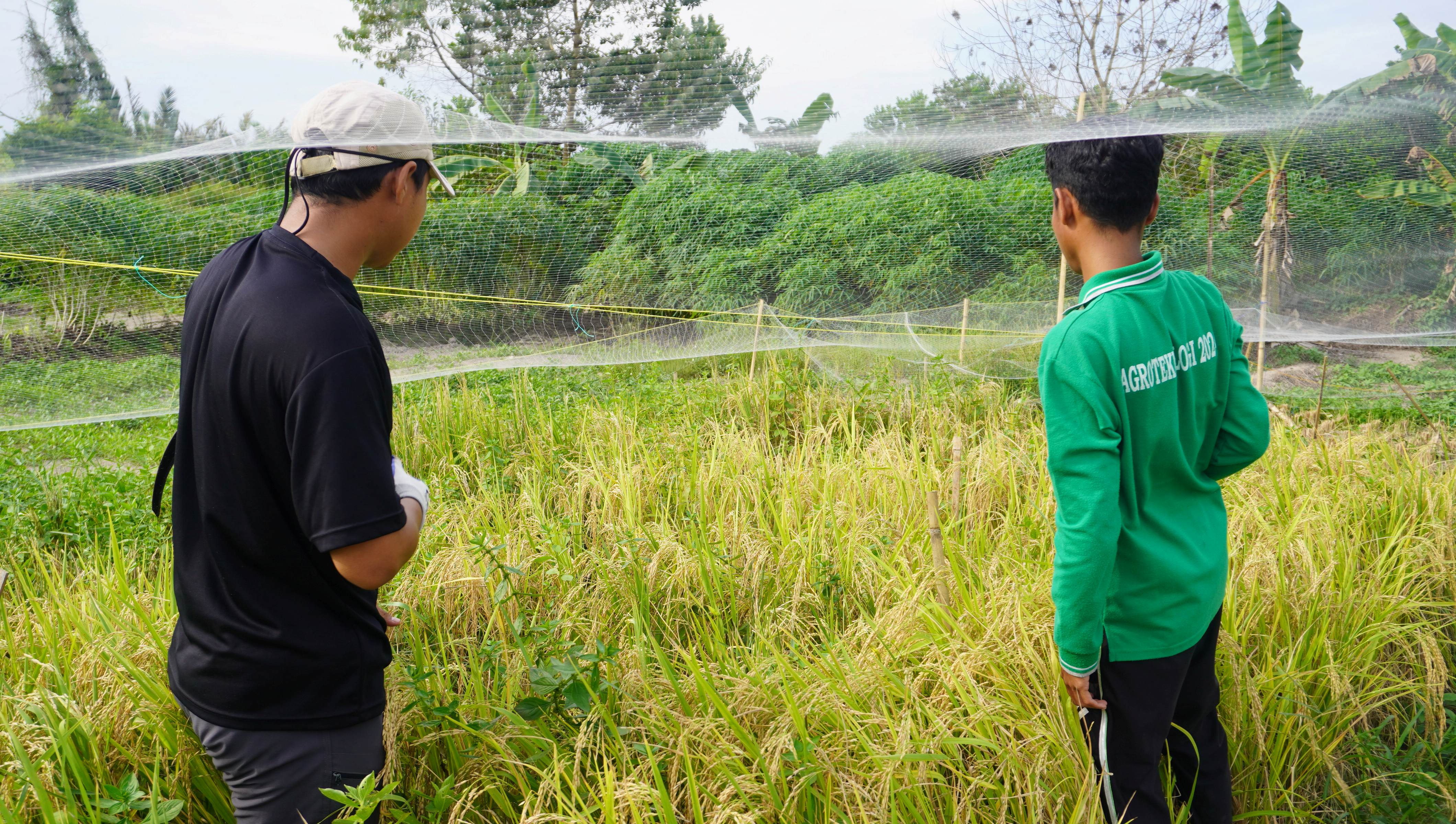 Pemasangan jaring di atas lahan padi untuk melindungi gabah dari burung. Sumber Foto: Tay Juhana Foundation/Puan Maharani br Gultom